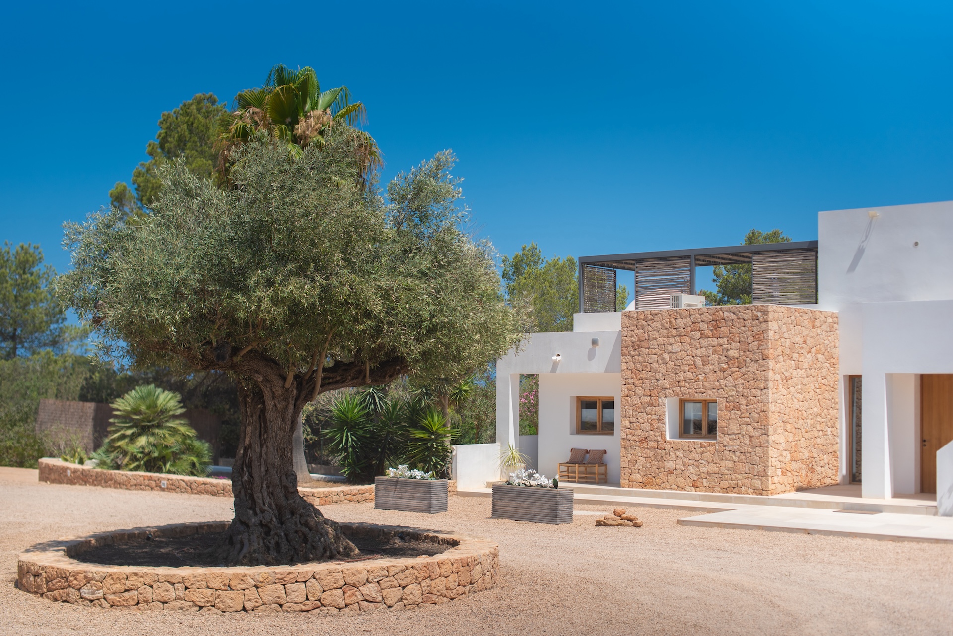 Resa Estates finca Can Floral Ibiza sale koop olive tree.jpg